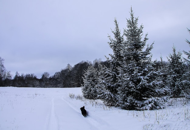 Abeti innevati nel giorno di inverno freddo. Natura stagionale nell'Europa dell'Est.