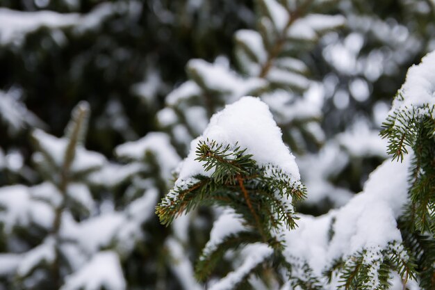 Abeti innevati nel giorno di inverno freddo. Natura stagionale nell'Europa dell'Est.