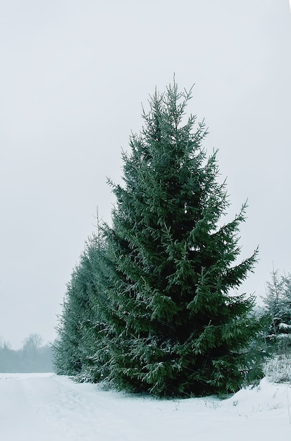 Abeti innevati nel giorno di inverno freddo. Natura stagionale nell'Europa dell'Est.