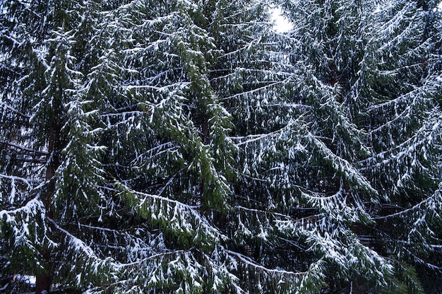 Abeti innevati nella foresta di montagna