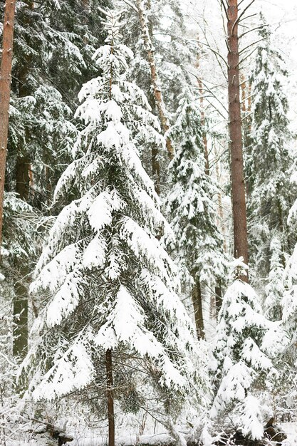 Abeti innevati nella foresta dopo una nevicata.