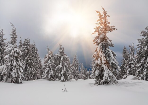 Abeti innevati nella foresta invernale