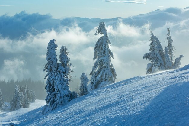 Abeti innevati sul pendio di montagna invernale di mattina in tempo nuvoloso e ventoso.