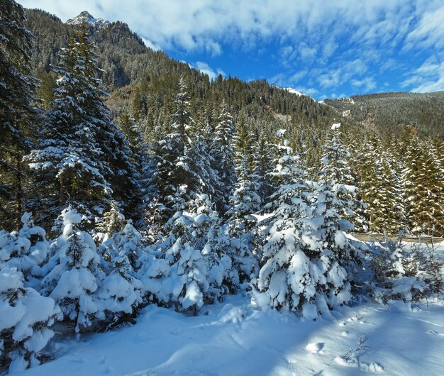 Abeti innevati sul pendio di montagna.