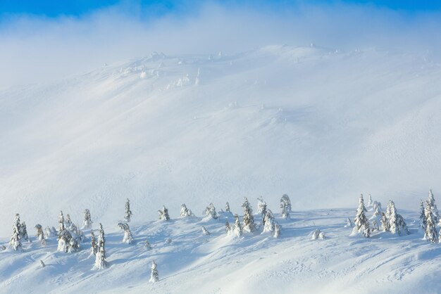 Abeti innevati sulla collina di mattina d'inverno in tempo nuvoloso.