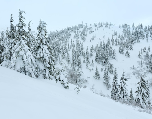 Abeti innevati sulla collina invernale in tempo nuvoloso (Carpazi).