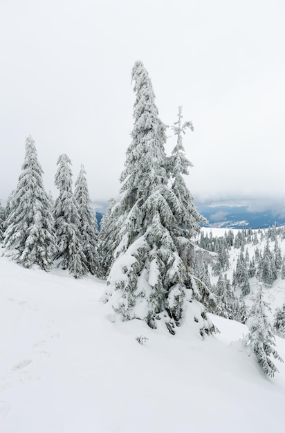 Abeti innevati sulla collina invernale in tempo nuvoloso (Carpazi).