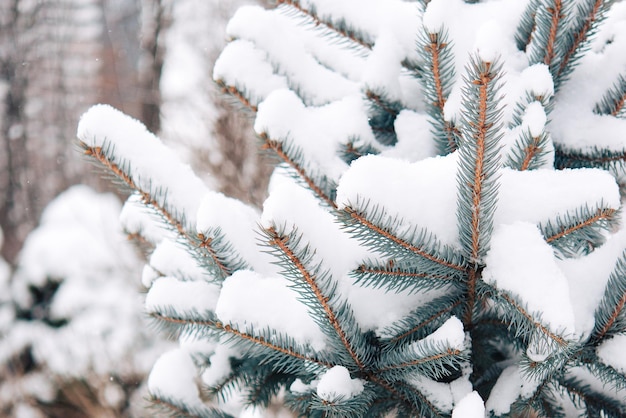 abeti invernali e neve in natura