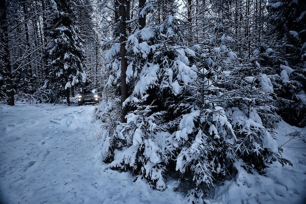 abeti invernali nel paesaggio forestale con neve a dicembre