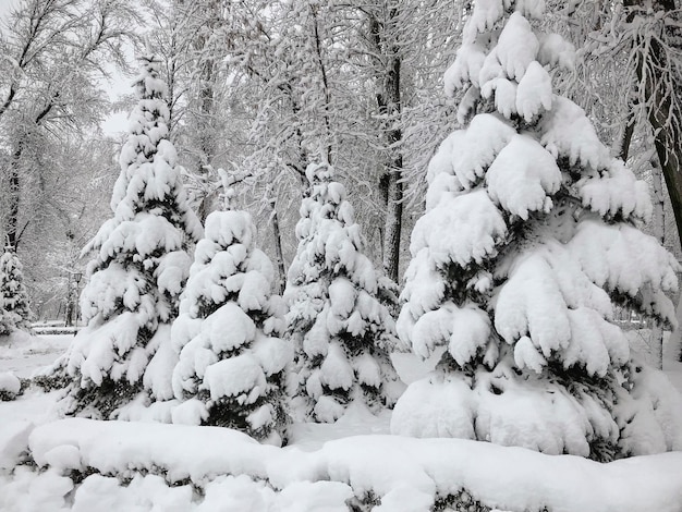 Abeti nel parco coperto di neve