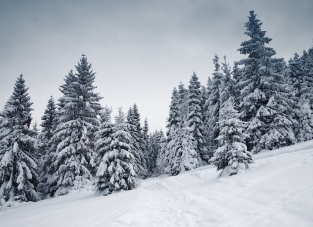 Abeti nella neve di inverno