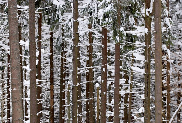 Abeti nella neve di inverno