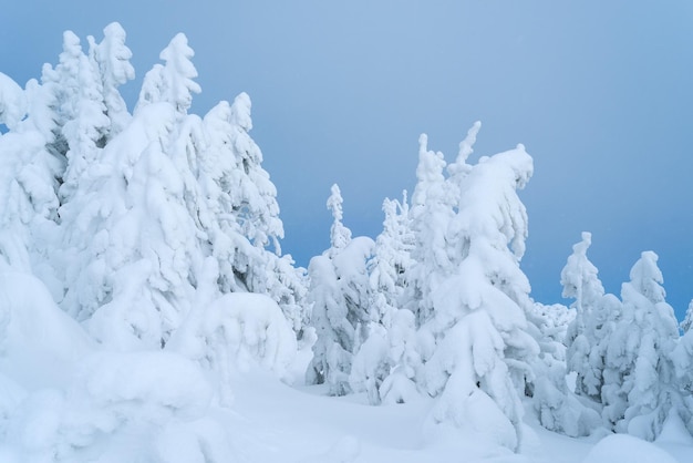 Abeti nella neve su sfondo blu cielo