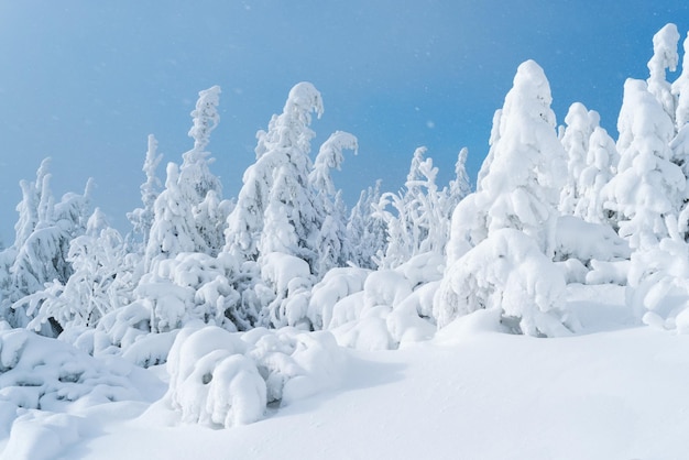 Abeti nella neve su sfondo blu cielo