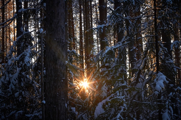 Abeti pini coperti di neve con il sole tra di loro