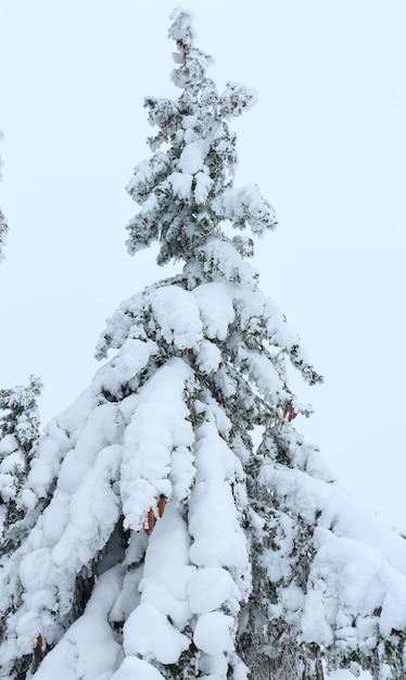 Abeti ramificati innevati con coni su sfondo con cielo nuvoloso.