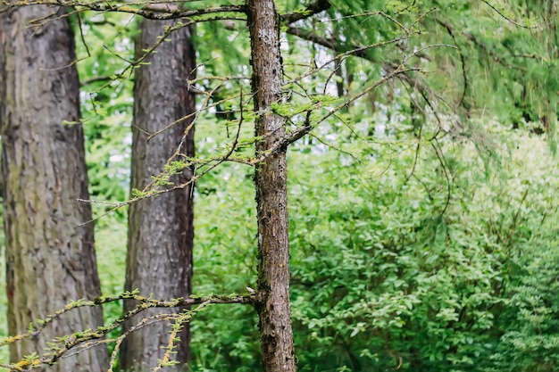 Abeti rossi nel parco primaverile