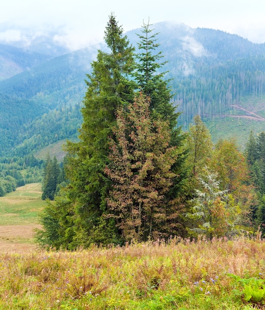 Abeti su sfondo di montagna autunnale. Due colpi punto immagine.