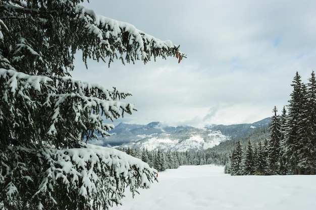 Abeti sulla montagna d'inverno