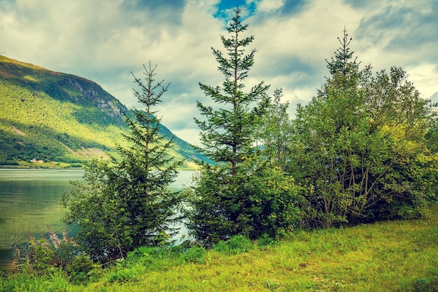 Abeti sulla riva di un lago di montagna