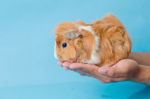 Abissino cavia isolato su sfondo blu