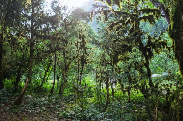 Abkhazia, una foresta nella gola