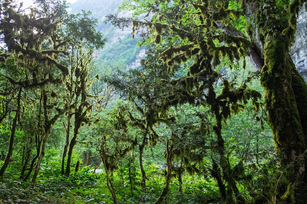 Abkhazia, una foresta nella gola