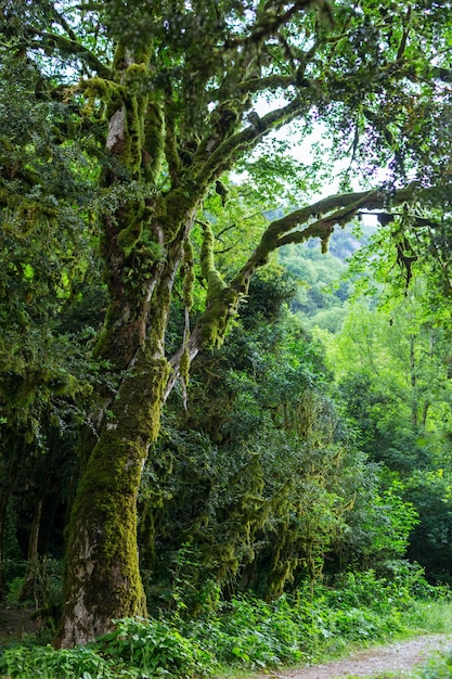 Abkhazia, una foresta nella gola