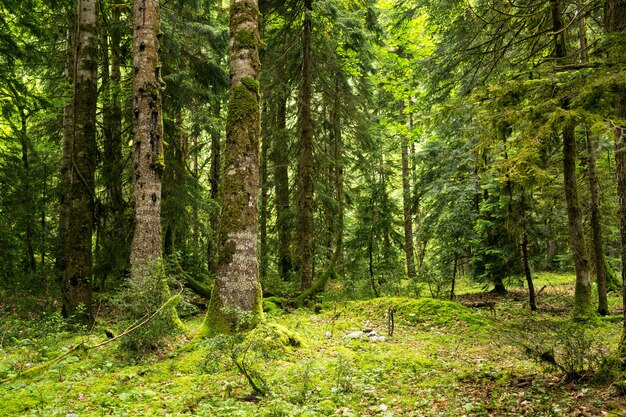 Abkhazia, una foresta nella gola