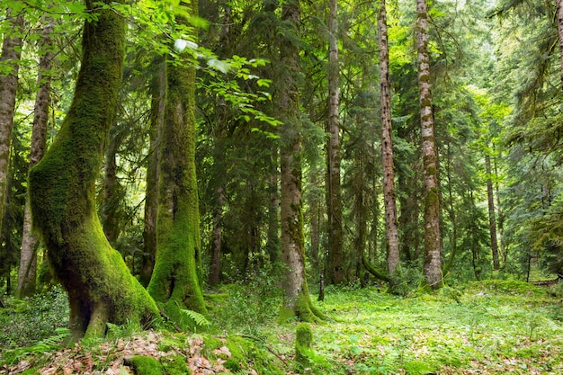 Abkhazia, una foresta nella gola