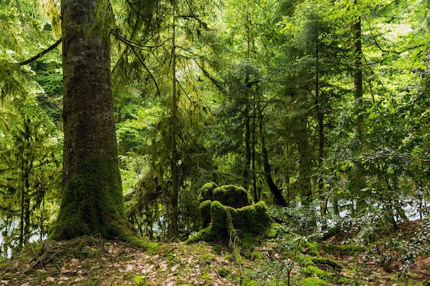 Abkhazia, una foresta nella gola