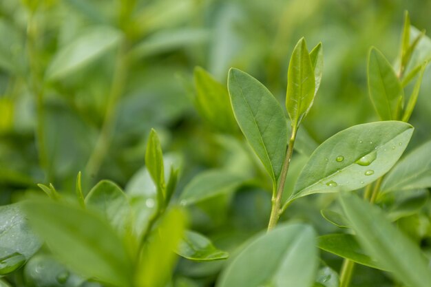 Abstracci di cespugli foglie verdi nella rugiada