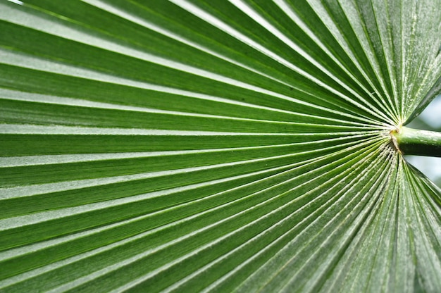 Abstract close-up di una foglia di palma verde
