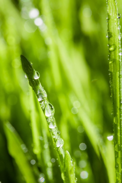 Abstract Macro Closeup di Wheatgras maturo