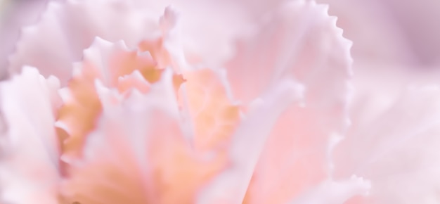 Abstract sfondo floreale rosa pallido fiore di garofano macro fiori sullo sfondo per le vacanze brand