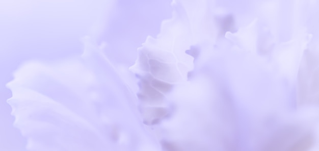 Abstract sfondo floreale viola pallido fiore di garofano macro fiori sullo sfondo per le vacanze brand