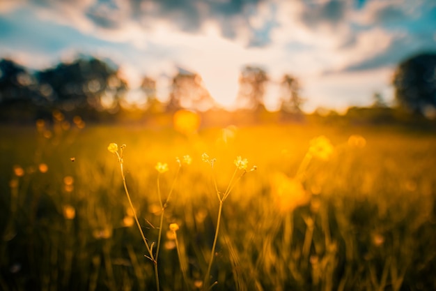 Abstract soft focus tramonto campo paesaggio di fiori gialli e prato d'erba caldo tramonto dorato