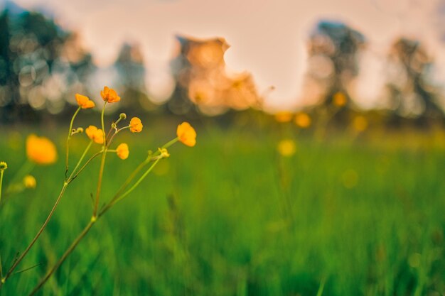 Abstract soft focus tramonto campo paesaggio di fiori gialli erba prato caldo relax ora d'oro