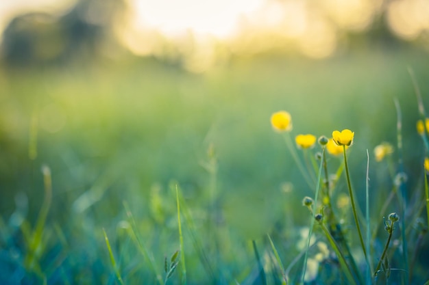 Abstract soft focus tramonto campo paesaggio di fiori gialli erba prato. Tramonto della natura autunnale