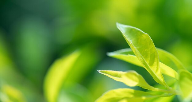 Abstract splendida foglia verde texture fogliame tropicale fogliame natura sfondo verde