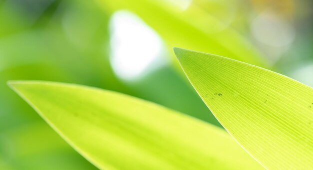 Abstract splendida foglia verde texture fogliame tropicale fogliame natura sfondo verde