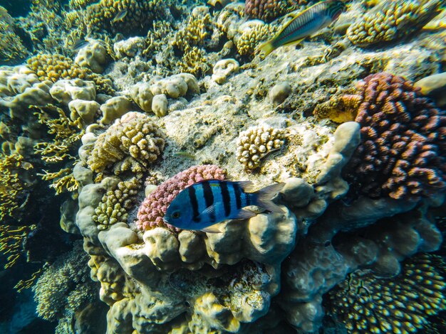 Abudefdu. sergente di pesce sullo sfondo del corallo nel mar rosso