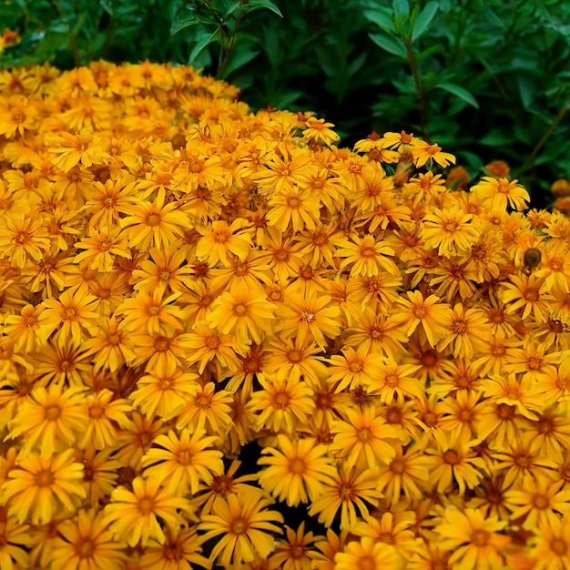 Abundanti fiori gialli naturali Concetti di fiori e piante