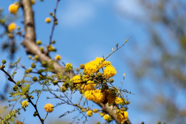 Acacia Biancospino fiorito in primavera con il suo caratteristico colore giallo