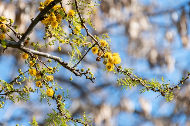 Acacia Biancospino fiorito in primavera con il suo caratteristico colore giallo