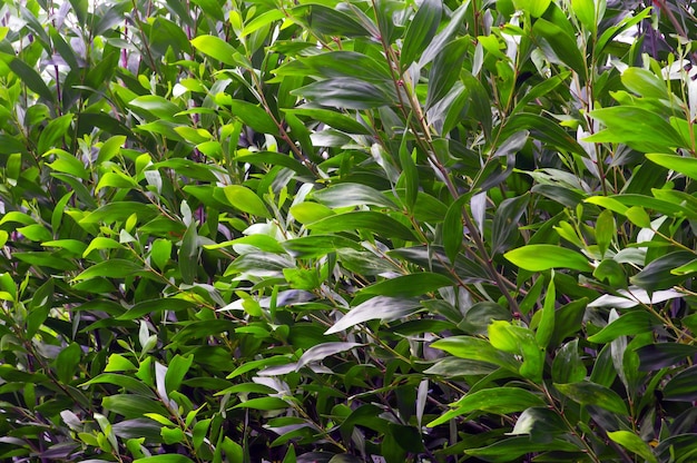 Acacia crassicarpa giovani foglie verdi focus selezionato
