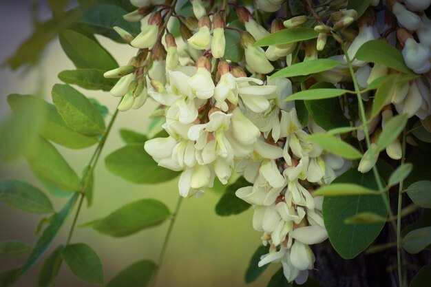 Acacia in fiore