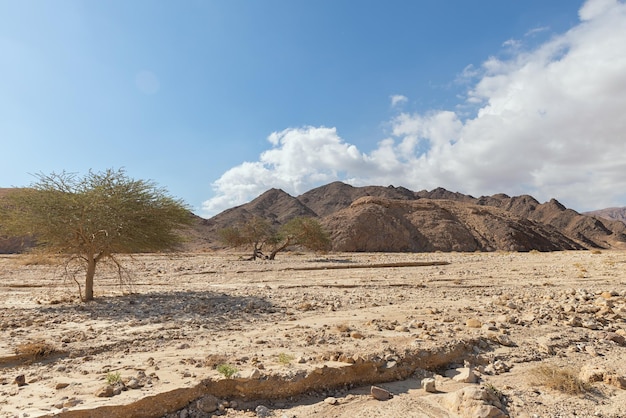 Acacia solitaria nel deserto di Arava