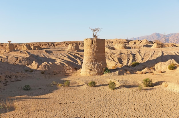 Acacia su pali nel deserto di Eilat