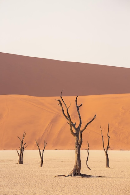 Acacie fossili di cammello nella valle di Deadvley in Namibia